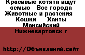 Красивые котята ищут семью - Все города Животные и растения » Кошки   . Ханты-Мансийский,Нижневартовск г.